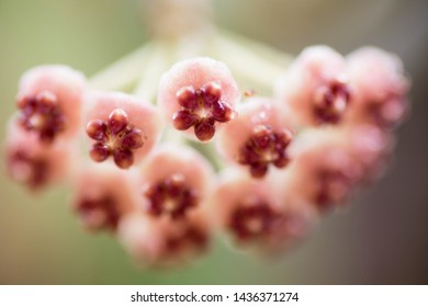 Pink hoya ovalifolia close stock photo