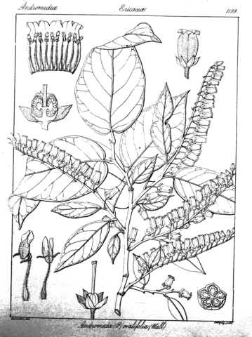 Andromeda ovalifolia coloring page free printable coloring pages