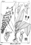 Hoya ovalifolia coloring page free printable coloring pages