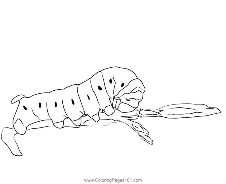 Oleander hawk moth caterpillar coloring page moth caterpillar hawk moth coloring pages