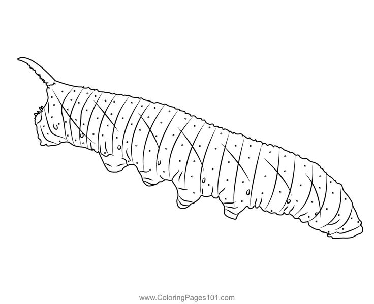 Lime hawk moth caterpillar coloring page moth caterpillar hawk moth coloring pages