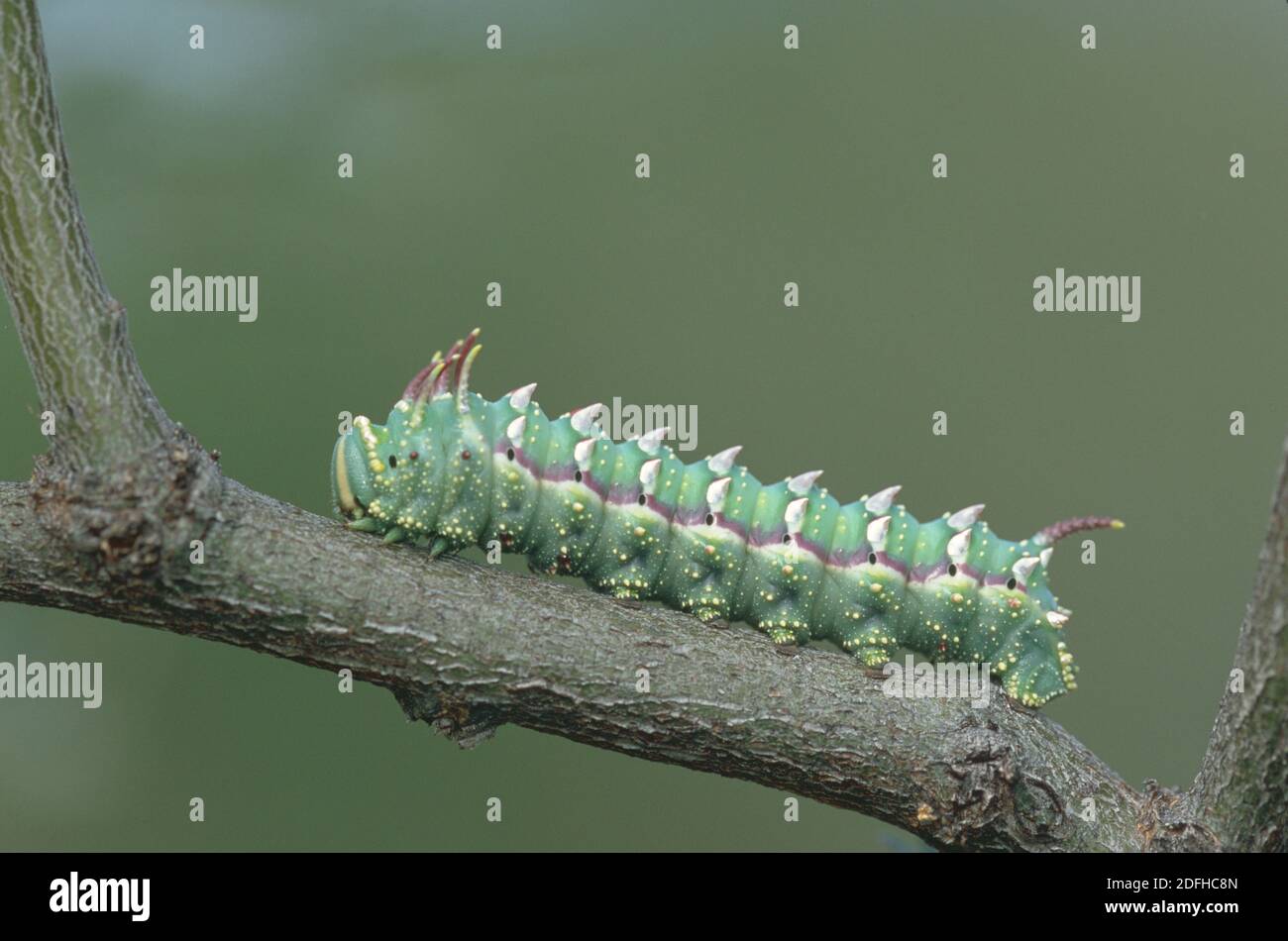 Silkmoth hi