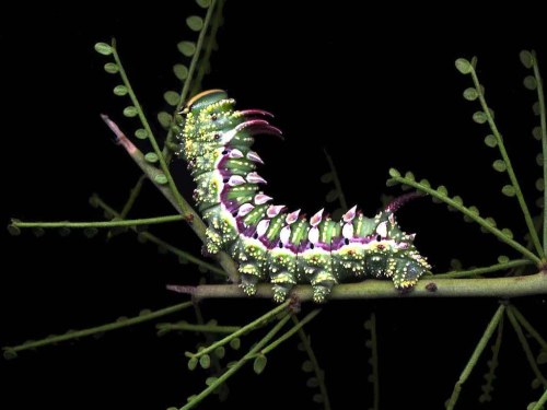 One nice bug per day â hubbards silk moth caterpillars syssphinx