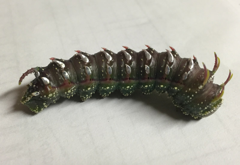 Hubbards silkmoth all you need to know for enthusiasts and curious minds