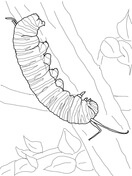 Caterpillar coloring pages free coloring pages