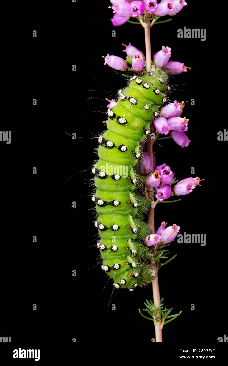 Black moth on green background hi