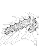 Caterpillar coloring pages free coloring pages