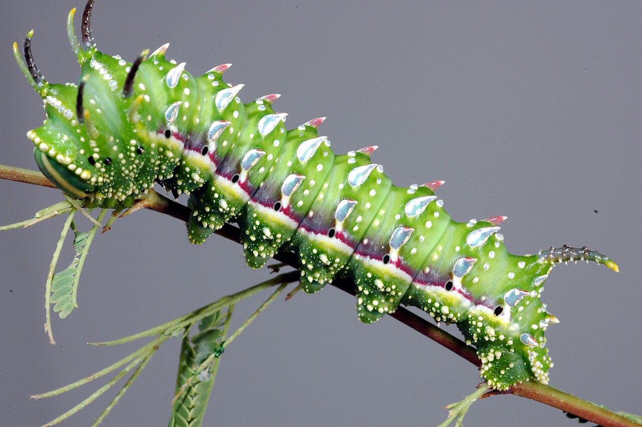 Filesyssphinx hubbardi caterpillarjpg