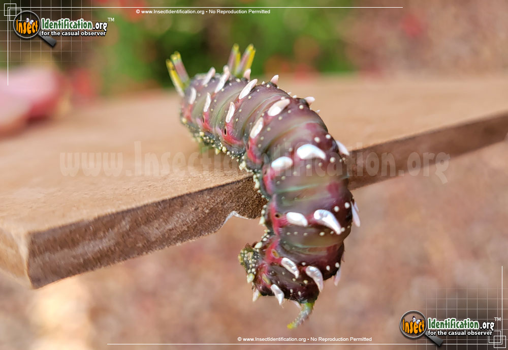 Hubbards small silkmoth