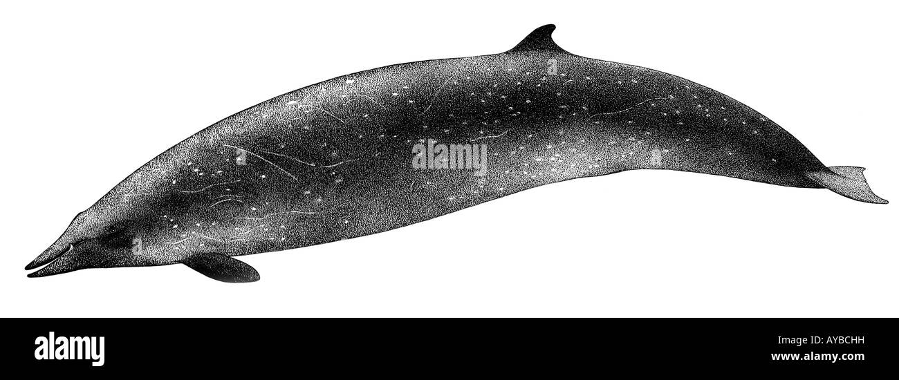Whale illustration hi
