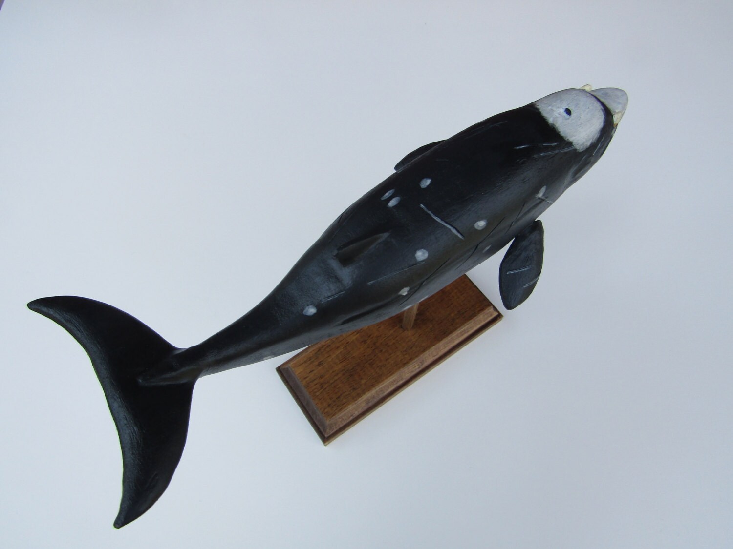 Hubbs beaked whale in rescued hardwood
