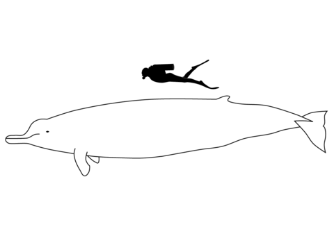 Arnouxs beaked whale size coloring page free printable coloring pages