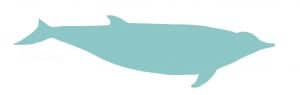 Andrews beaked whale