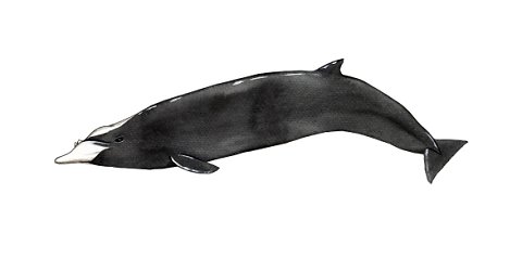 Whales