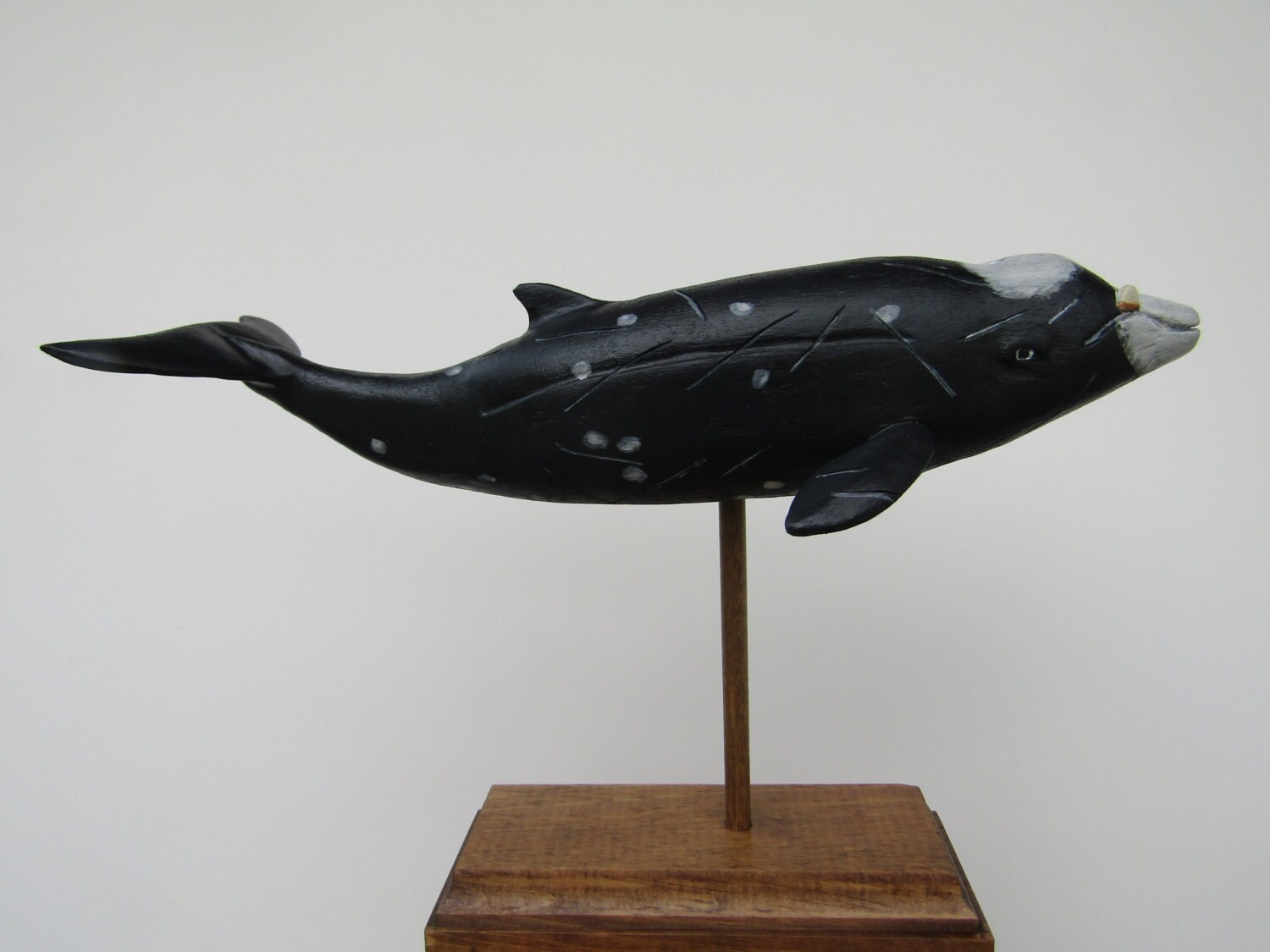Hubbs beaked whale in rescued hardwood