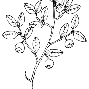 Huckleberry coloring pages printable for free download