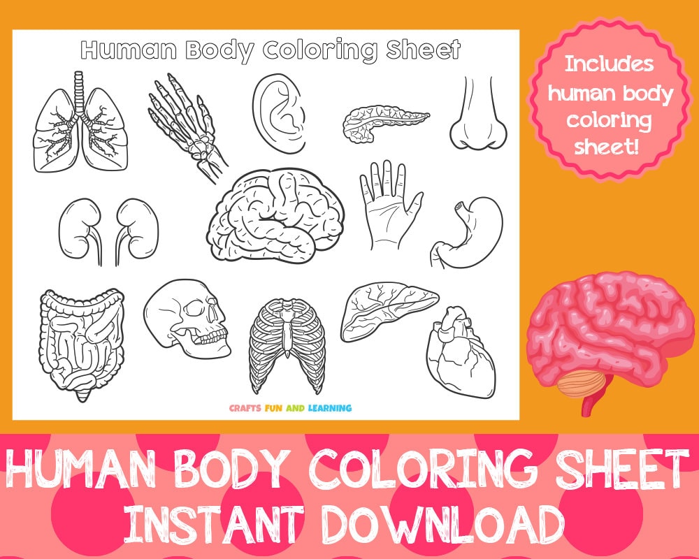 Human body coloring sheet coloring pages for kids