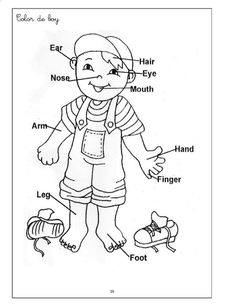 Human body coloring pages for kids clor body parts preschool body parts for kids preschool coloring pages