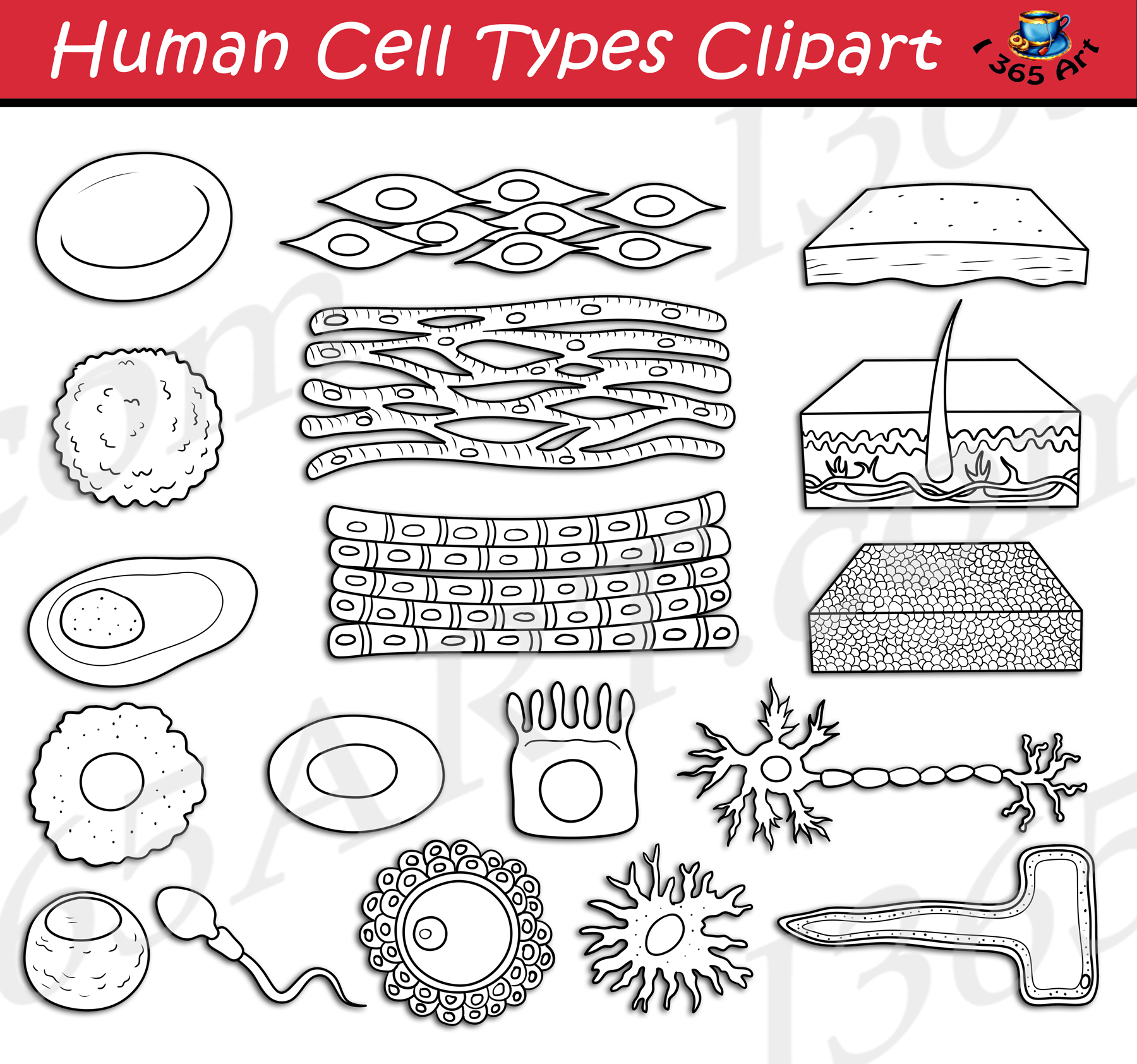 Human cell types clipart set download