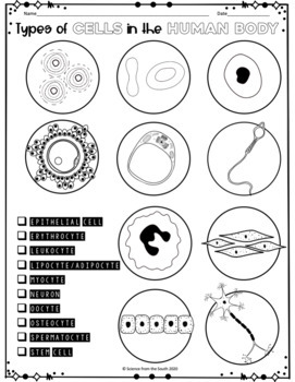 Types of cells in the human body coloring worksheet by science from the south