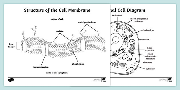 Structure of the cell membrane loring sheet teacher made