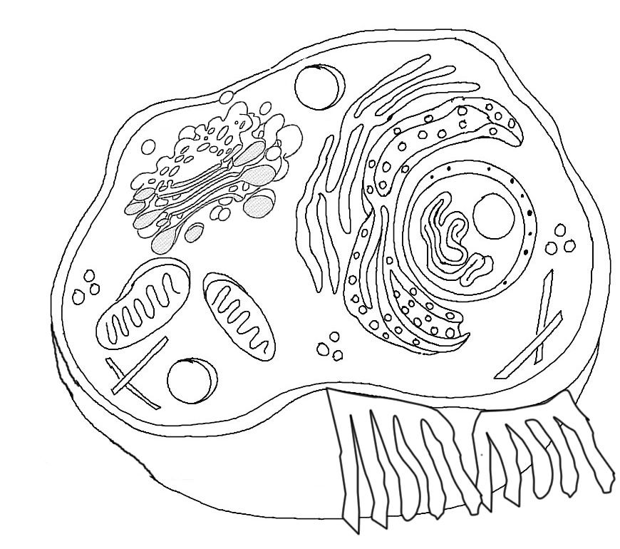 Cell coloring animal cells worksheet animal cell plant and animal cells