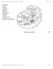 Human cell worksheet coloring page study resources