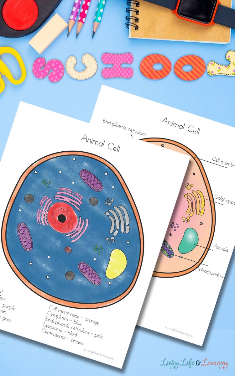 Animal cell coloring worksheet
