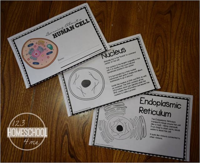Human cells for kids