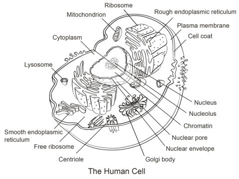 Human cell coloring page free printable coloring pages animal cell cell diagram cells worksheet