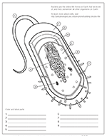 Bacterial cell coloring page ask a biologist
