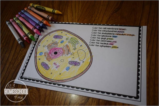 Human cells for kids