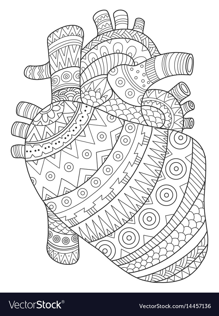 Human heart coloring book royalty free vector image