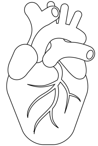 Human heart coloring page free printable coloring pages