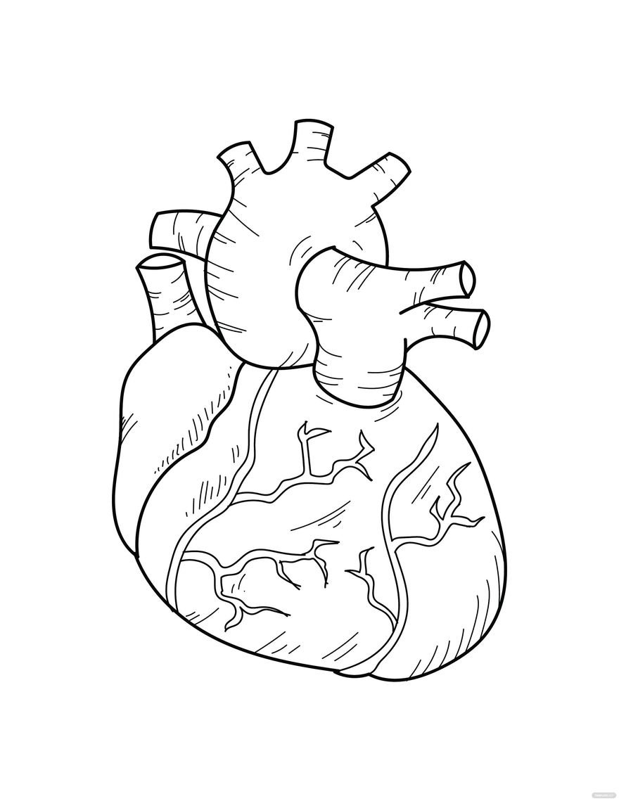 Free human heart coloring page