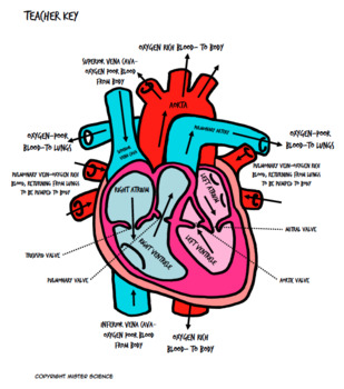 Valentines day cardiovascular human heart coloring sheet bill nye guide