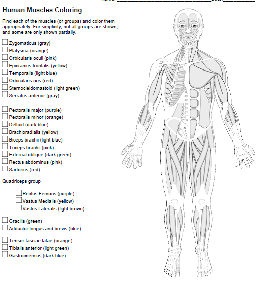 Solved human muscles coloring find each of the muscles or