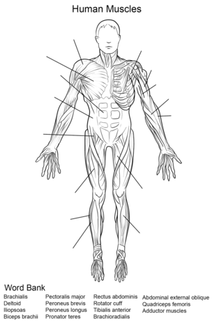Human muscles front view worksheet coloring page free printable coloring pages anatomy coloring book human muscle anatomy anatomy and physiology