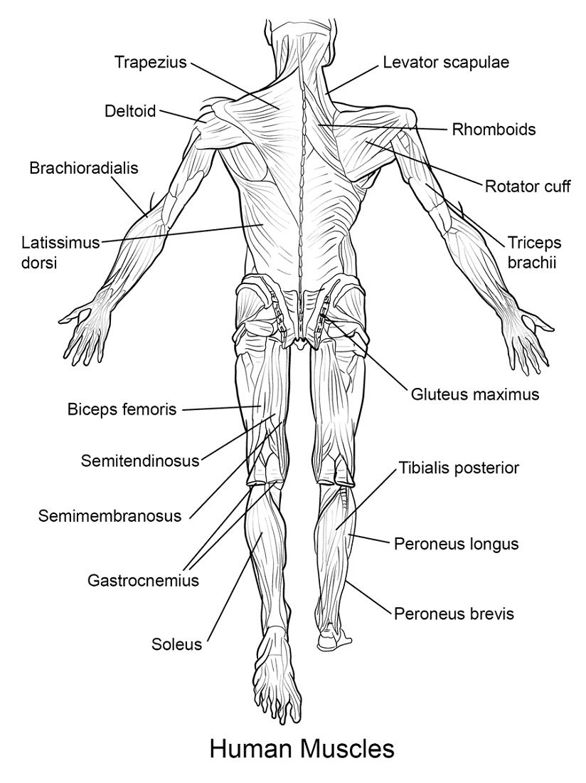 Human muscles coloring key free for young and kids anatomy coloring book anatomy flashcards coloring pages