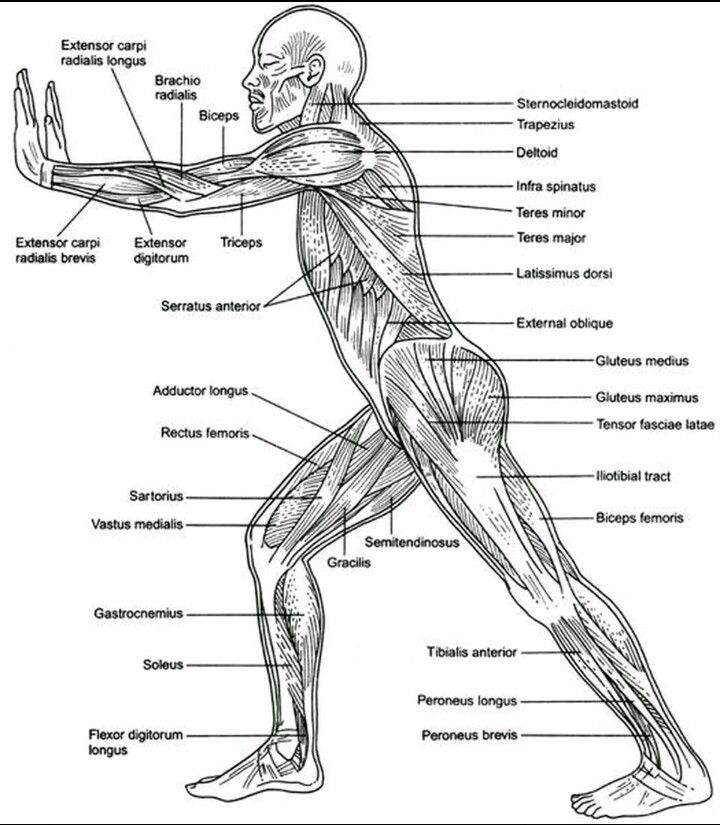 On my home page everyday bodyawareness and knowledge of its parts is at the forefront of mâ human muscle anatomy anatomy coloring book anatomy and physiology
