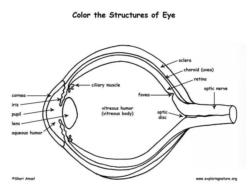 Eye anatomy coloring
