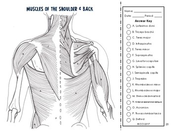 Muscular system coloring by the science connection tpt