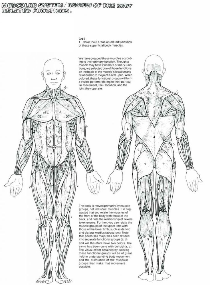 Human muscles coloring key educative printable anatomy coloring book coloring books coloring pages to print