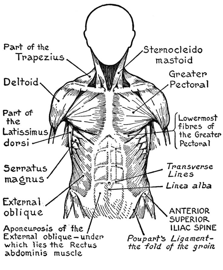 Human muscles coloring key educative printable anatomy coloring book human body systems body systems