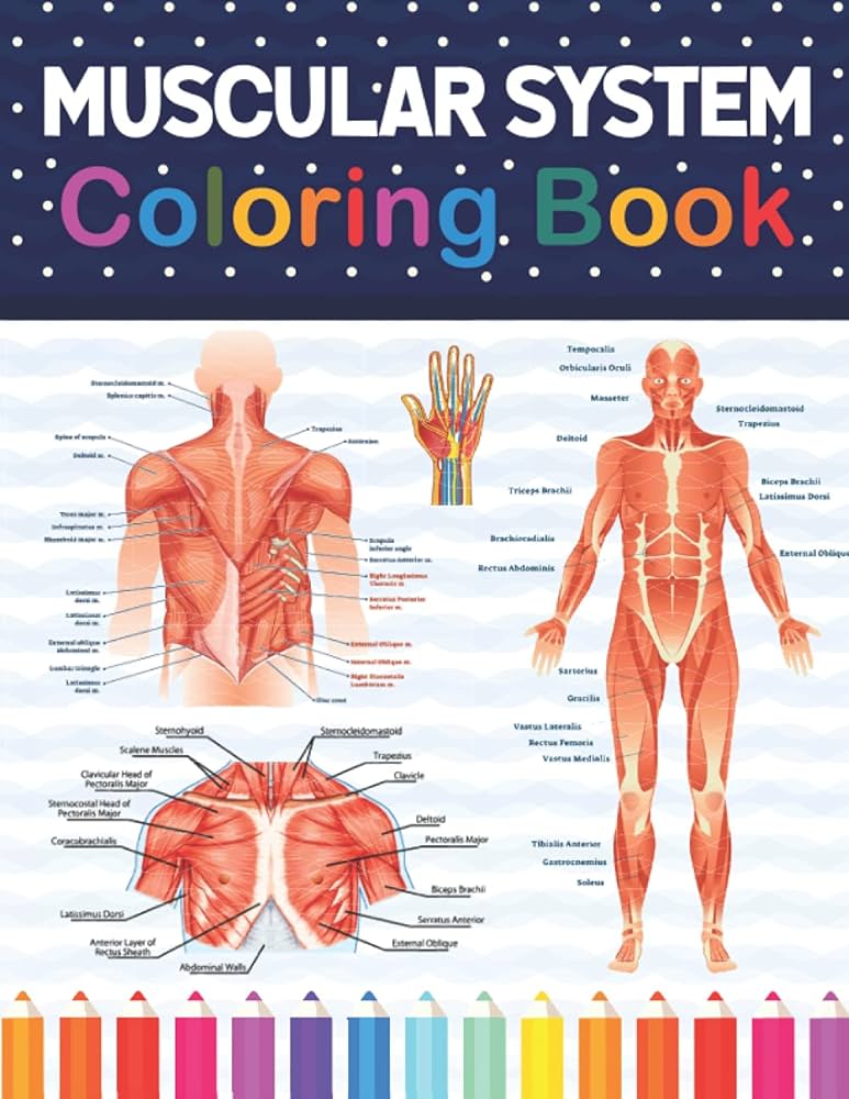 Muscular system coloring book fun easy human muscular system coloring book learn human muscular system with fun easy human muscular system anatomy coloring book for kids adults