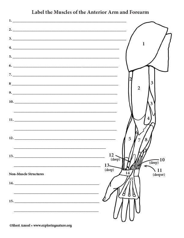 Color and label the muscular and skeletal systems