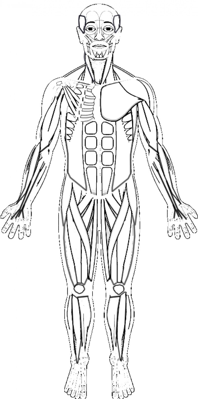 Human muscles coloring key educative printable human body muscles anatomy coloring book human muscular system