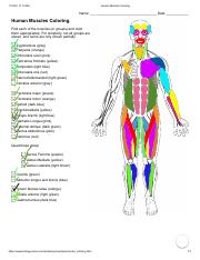 Human muscle coloringpdf