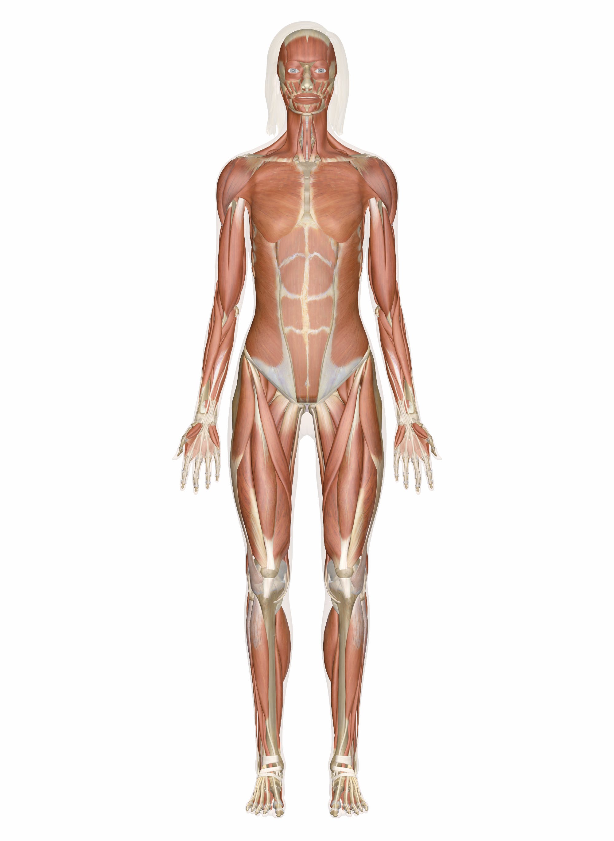 Interactive guide to the muscular system