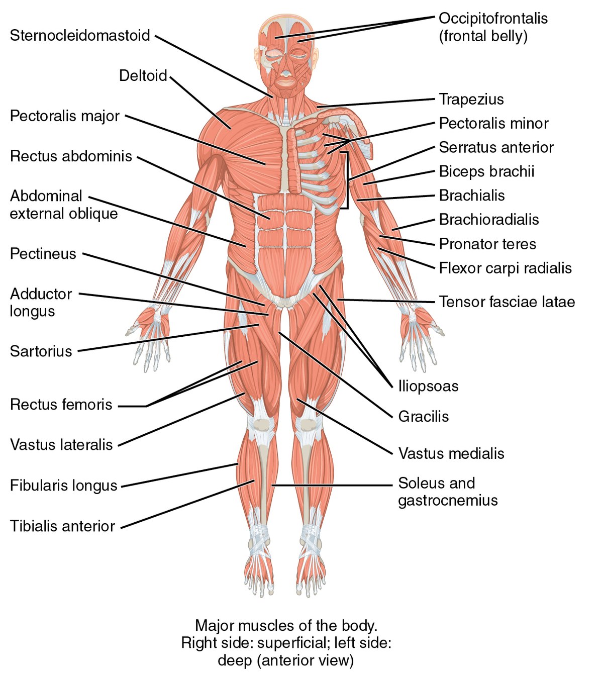 List of skeletal muscles of the human body